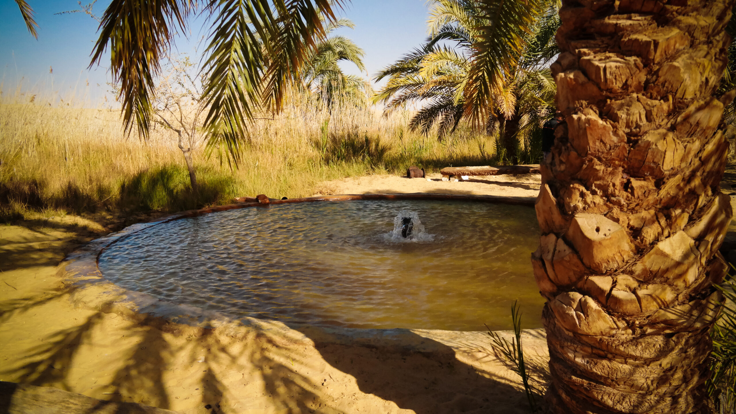 A desert-inspired pool design, characterized by earthy tones, natural materials, and landscaping that complements the arid environment, creating a harmonious oasis.