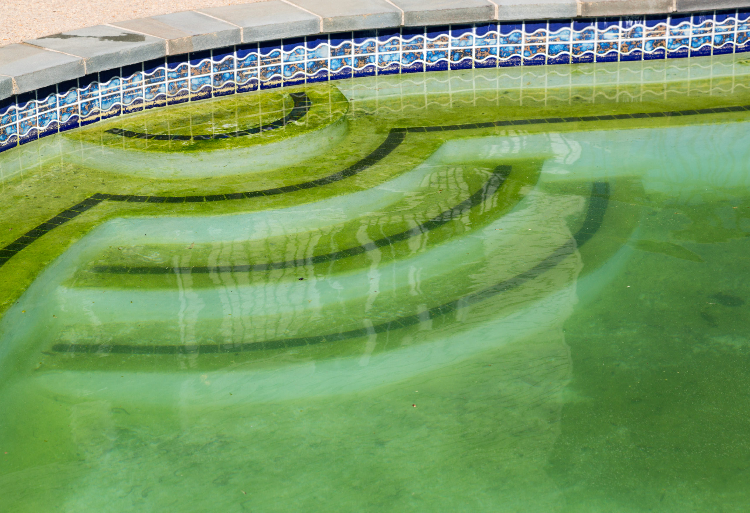 A pool with green algae growth covering its surface, giving it a neglected appearance with overgrown aquatic vegetation.