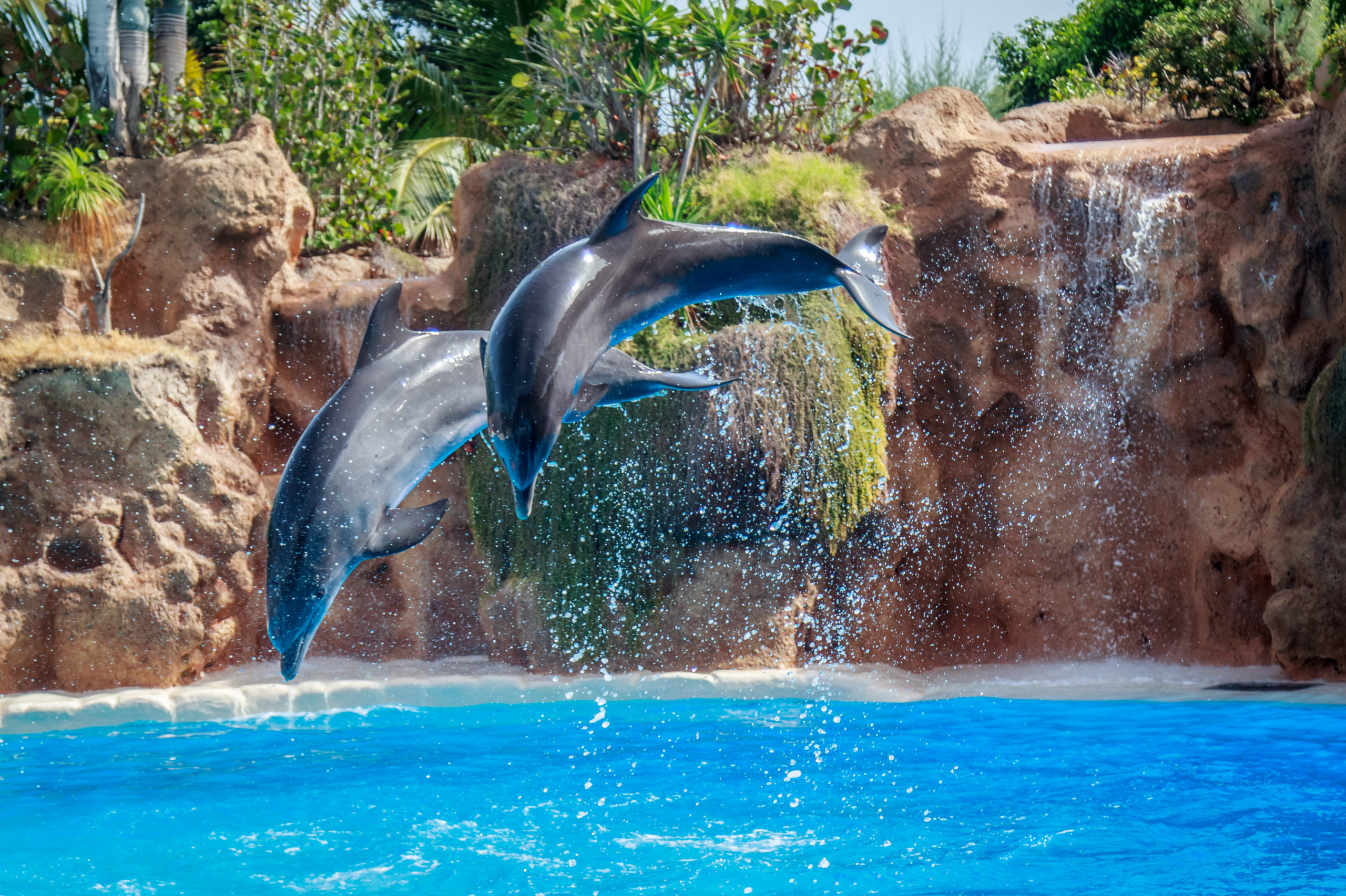 Illustration depicting sound transmission in water, showing how aquatic mammals like whales and dolphins communicate using underwater vocalizations, with sound waves traveling through the ocean medium.