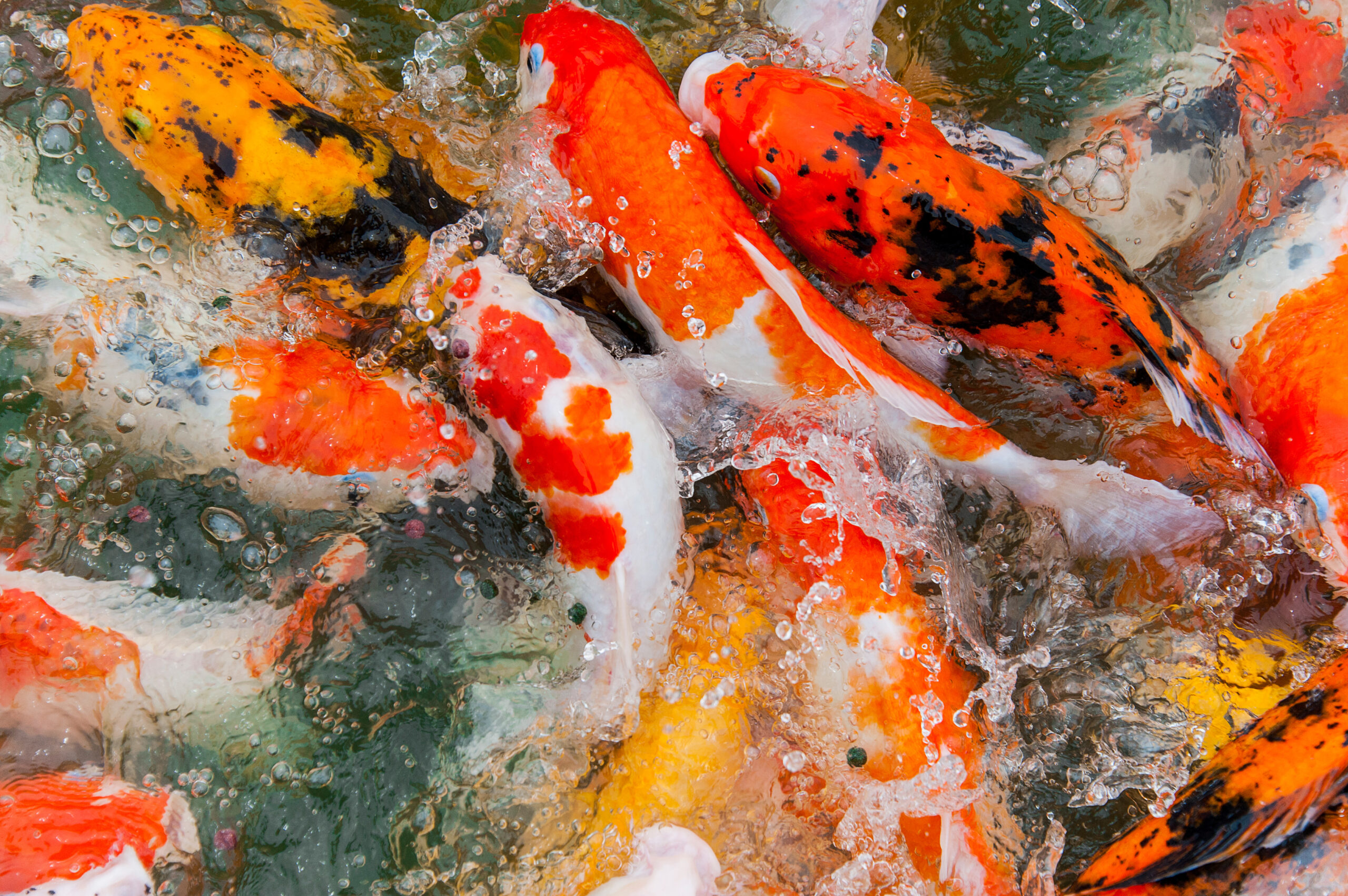 Koi fish swimming gracefully in a pool, displaying their vibrant and colorful scales, often associated with beauty and tranquility in aquatic settings.