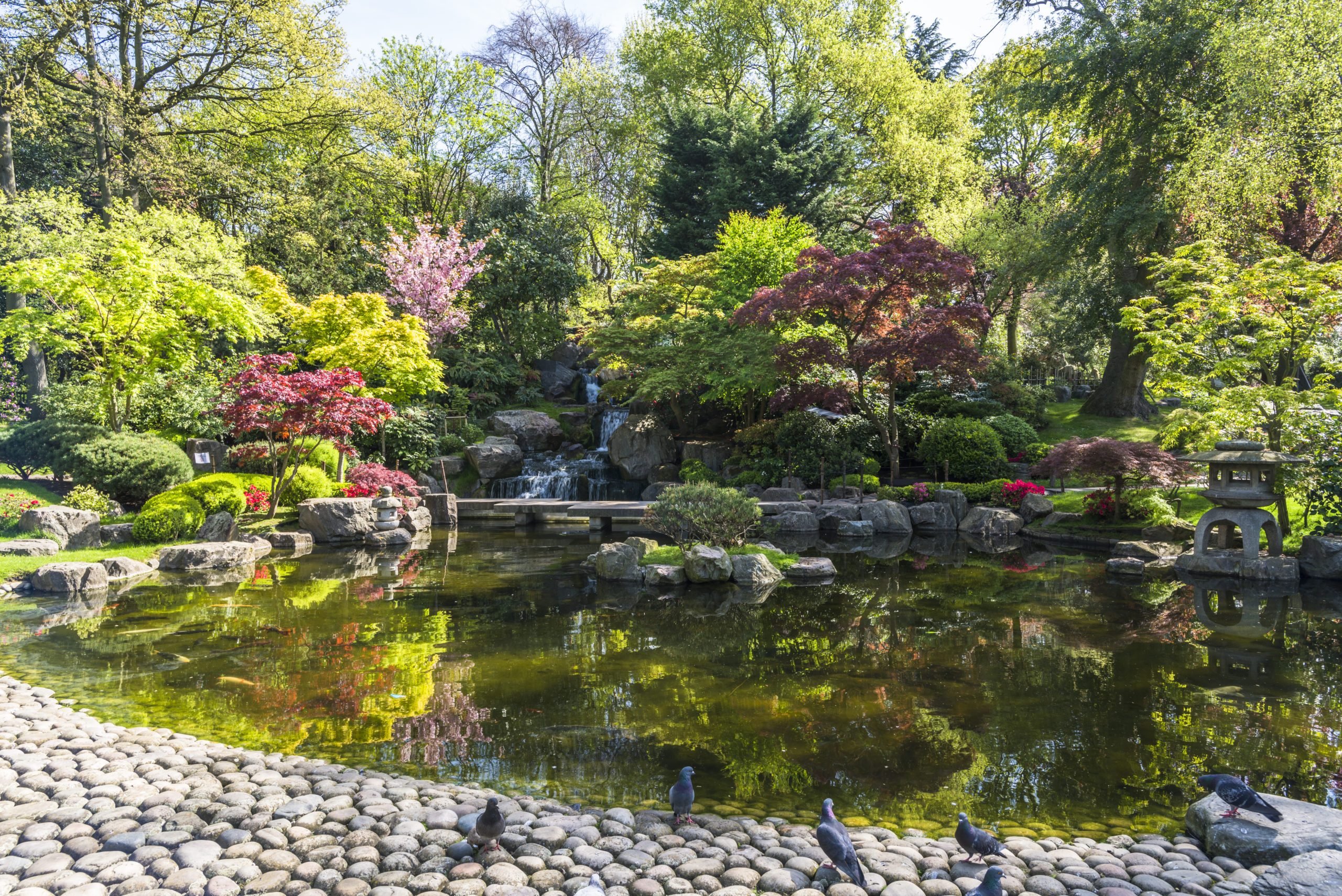 Zen pools surrounded by an abundance of plants and trees, blending seamlessly with nature to create a tranquil and harmonious environment.