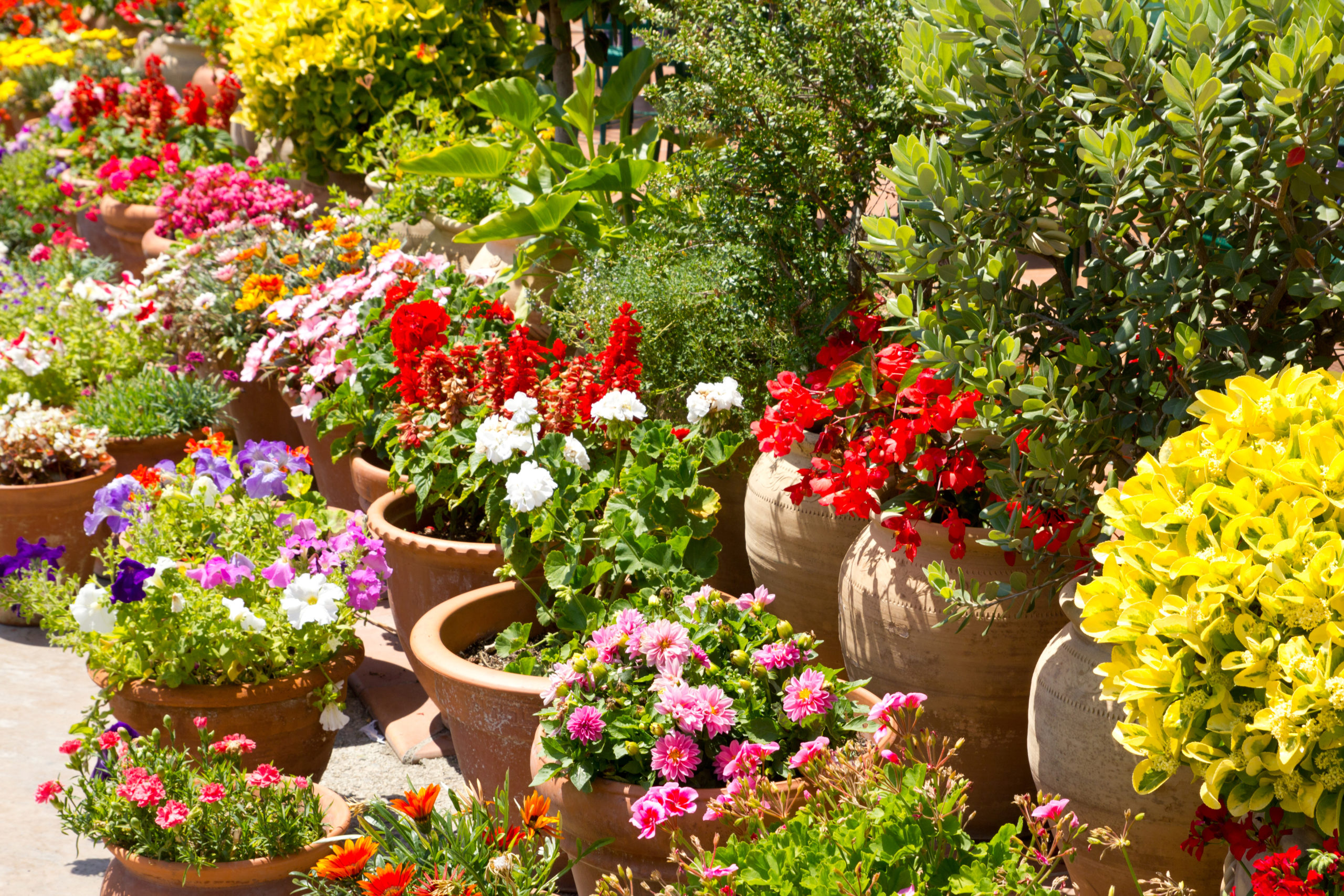 Colorful plants and vibrant flowers surrounding a pool area, creating a visually stunning and inviting atmosphere with a burst of natural beauty.